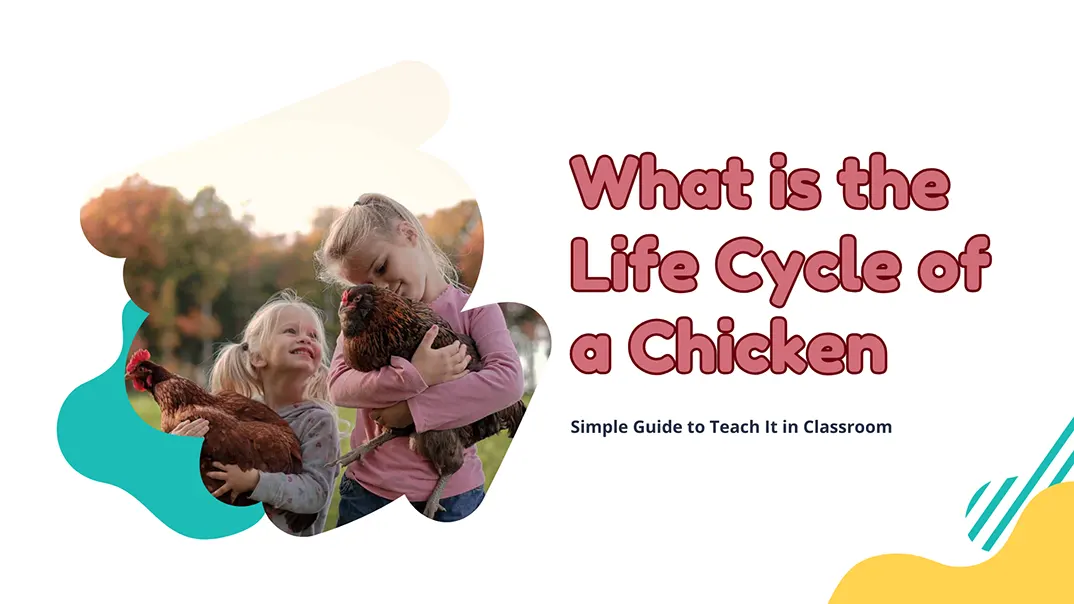 Life Cycle of a Chicken