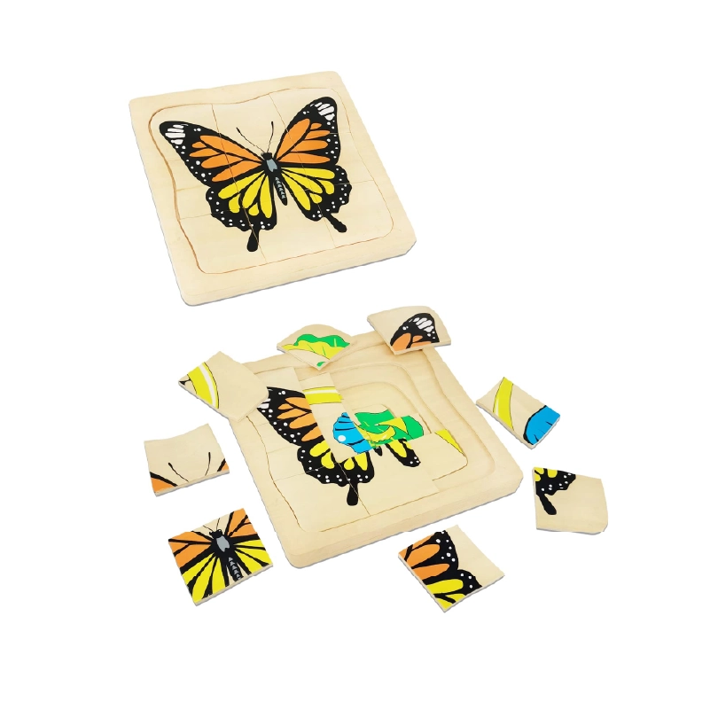 Life Cycle of Butterfly